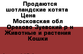 Продаются шотландские котята  › Цена ­ 15 000 - Московская обл., Орехово-Зуевский р-н Животные и растения » Кошки   